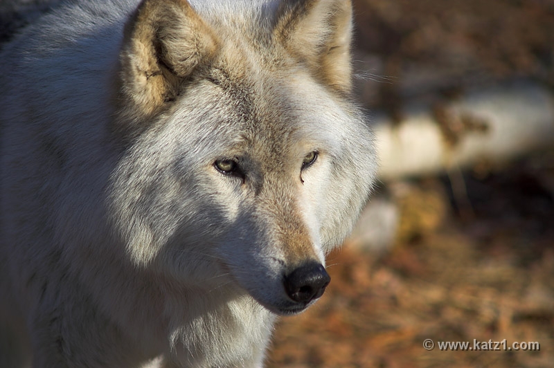 Arctic Wolf 040